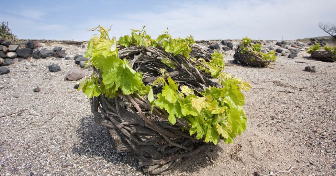 Greek winemakers are increasingly favouring the country's 200+ indigenous varieties