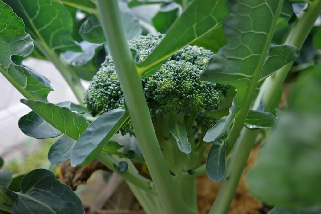 Just wanted to share my first broccoli harvest