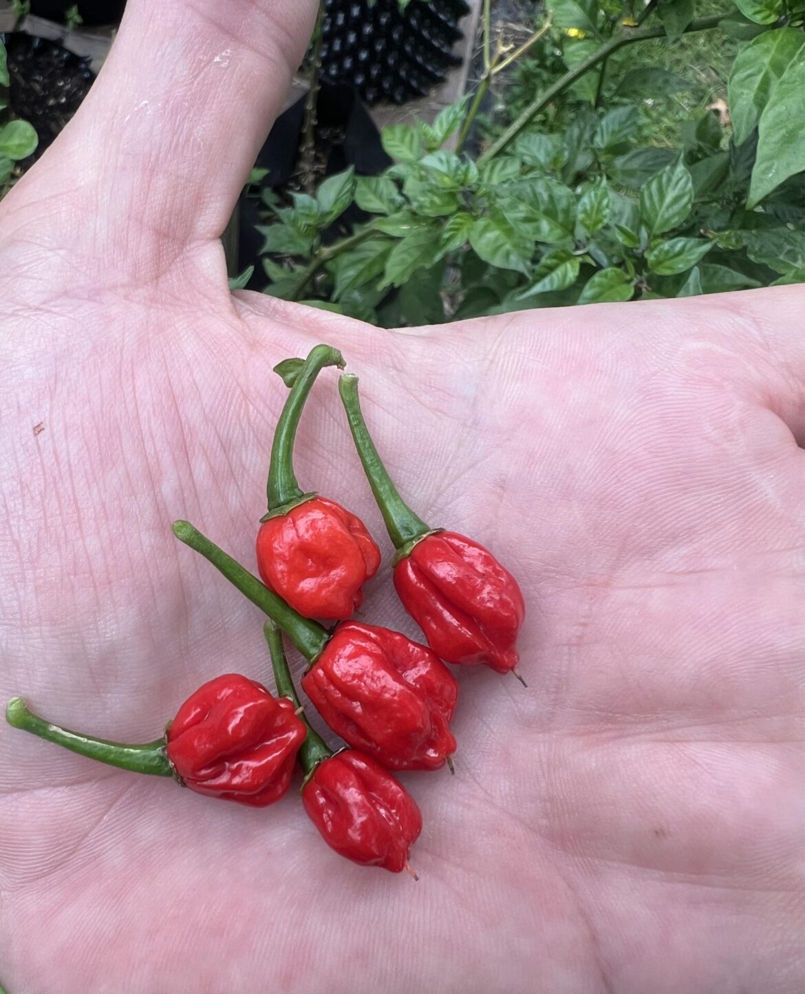 She said size didn’t matter