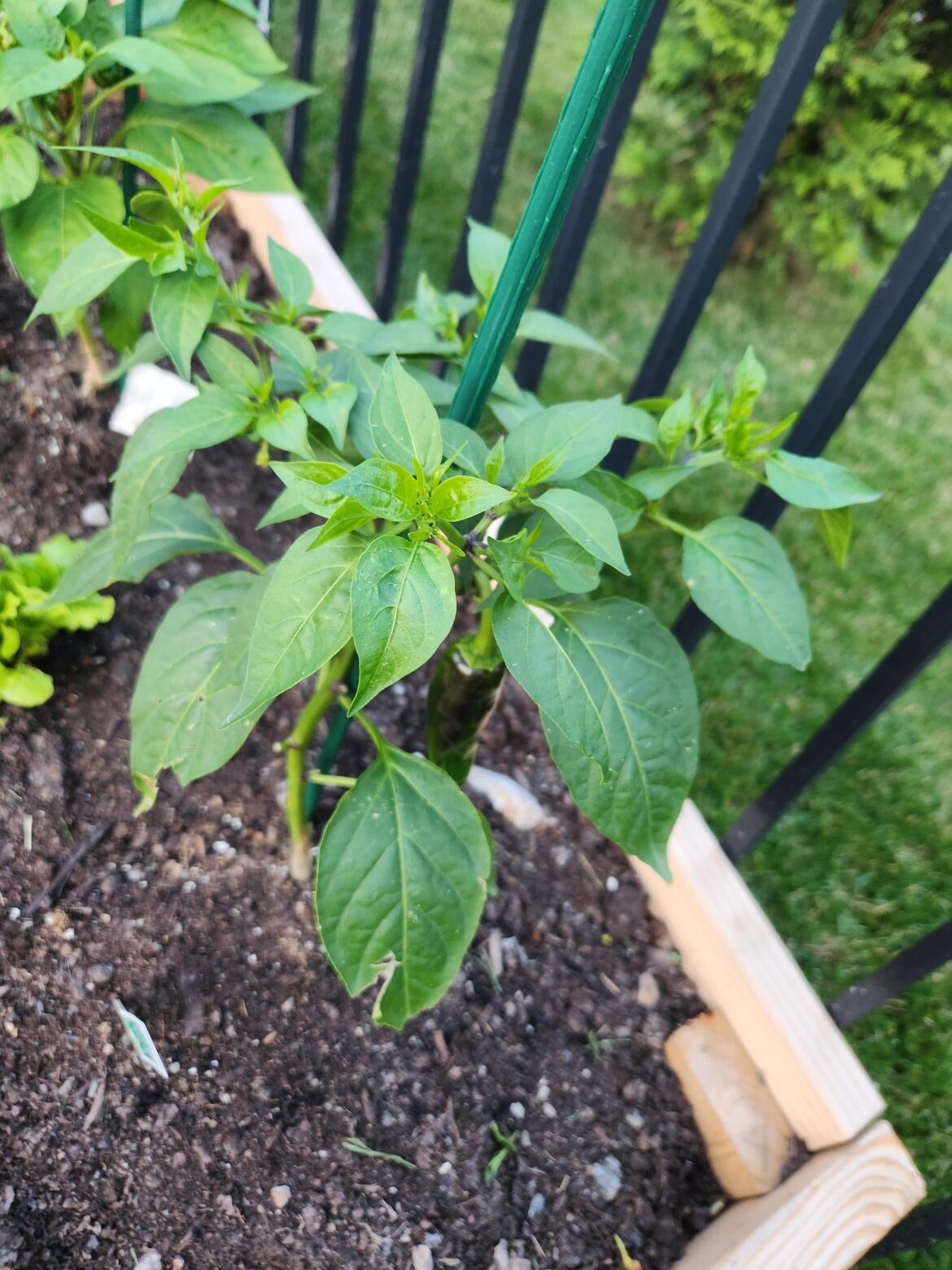 First time peppers