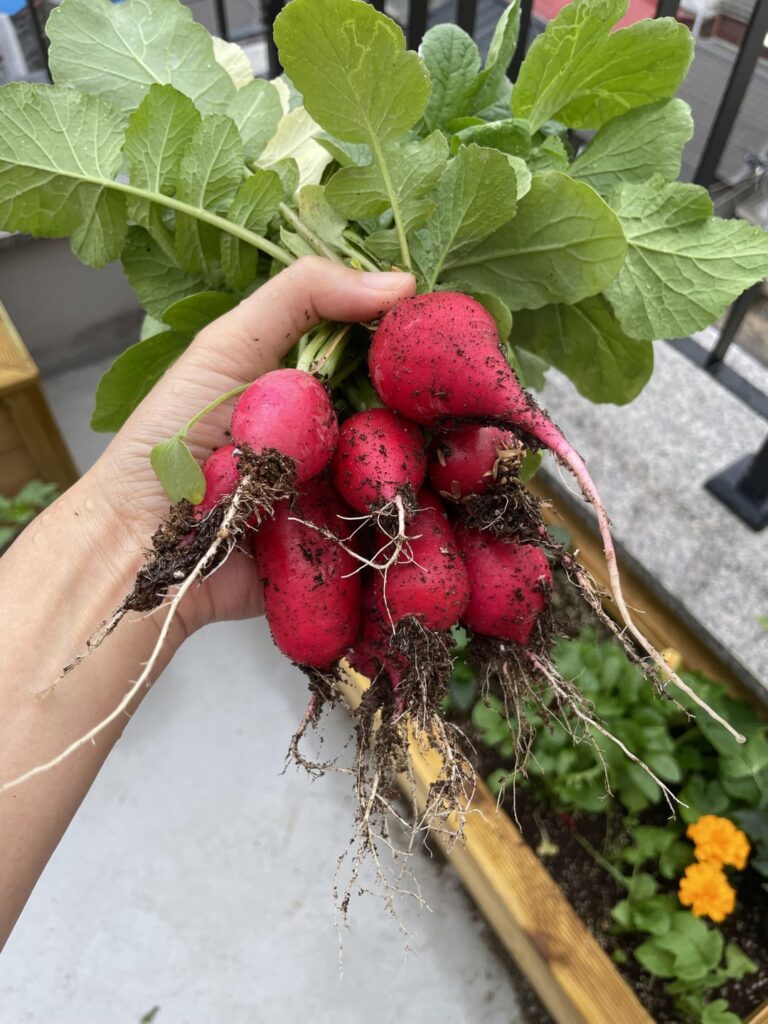 My first year growing food!