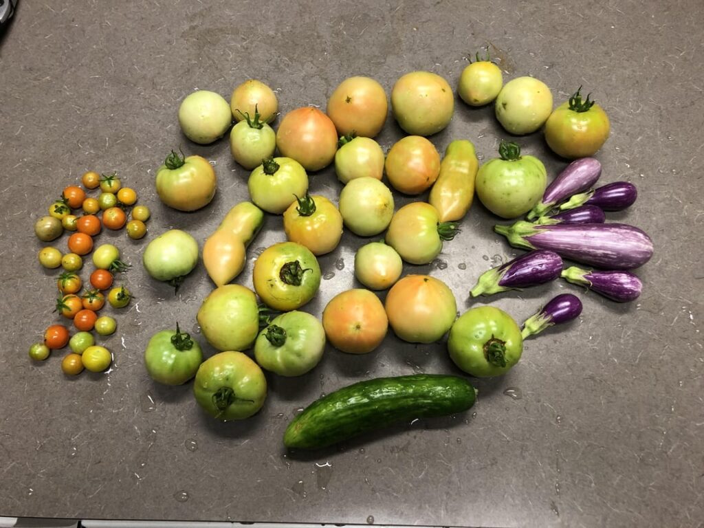 Apparently my tomatoes all decided it’s ripening time. Apparently my tomatoes all decided it’s ripening time.