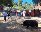 Santa Clarita Hiring for Positions at Hart Park