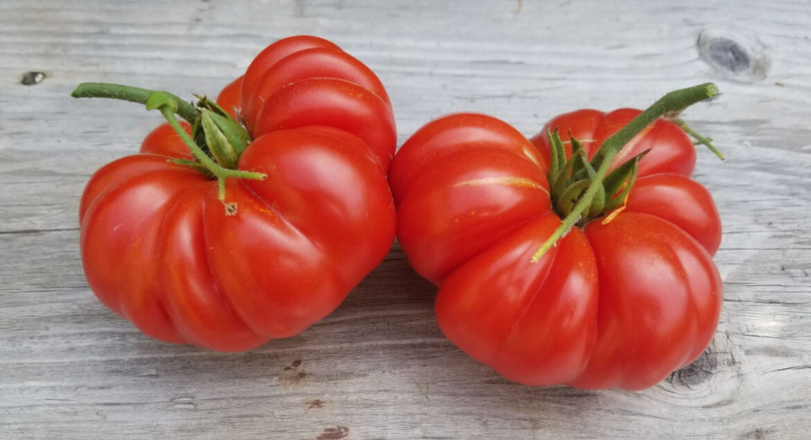 Plain Talk About Food | Avocados and Now Tomatoes from Mexico – Press Banner Plain Talk About Food | Avocados and Now Tomatoes from Mexico - Press Banner