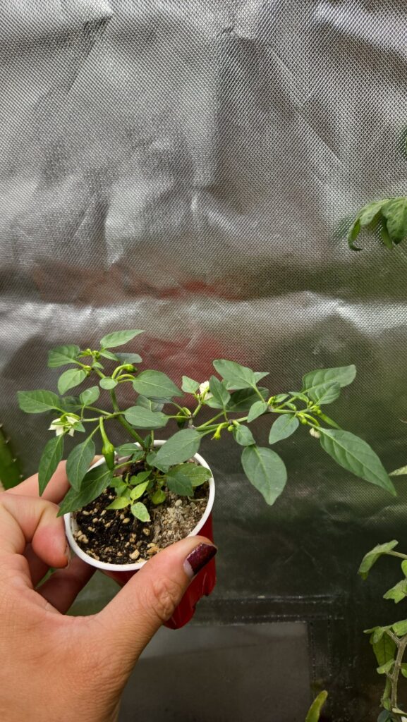 My apache/chenzo(pollen) cross My apache/chenzo(pollen) cross