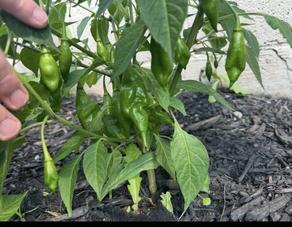 Bought this as a Ghost.. it’s not