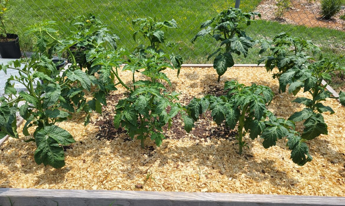 Dwarf tomatoes are so cool! Dwarf tomatoes are so cool!