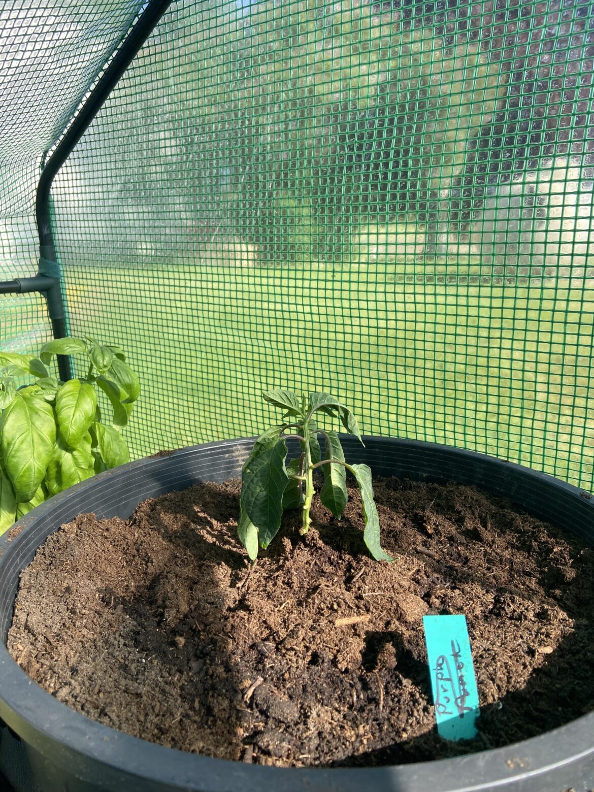 Any ideas for this orange Habenero?