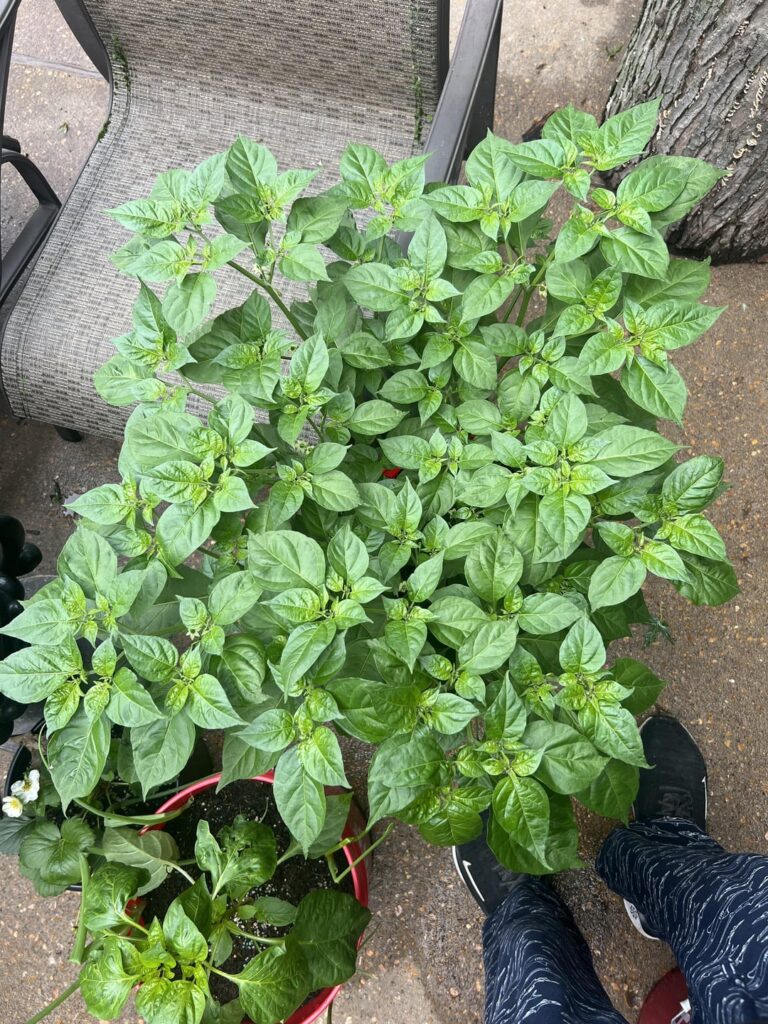 My Habanero plant has such a pretty canopy