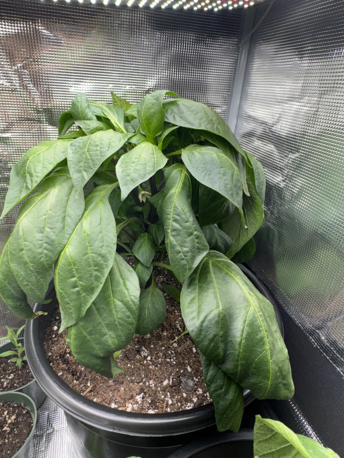Jalapeño plant becoming bushy