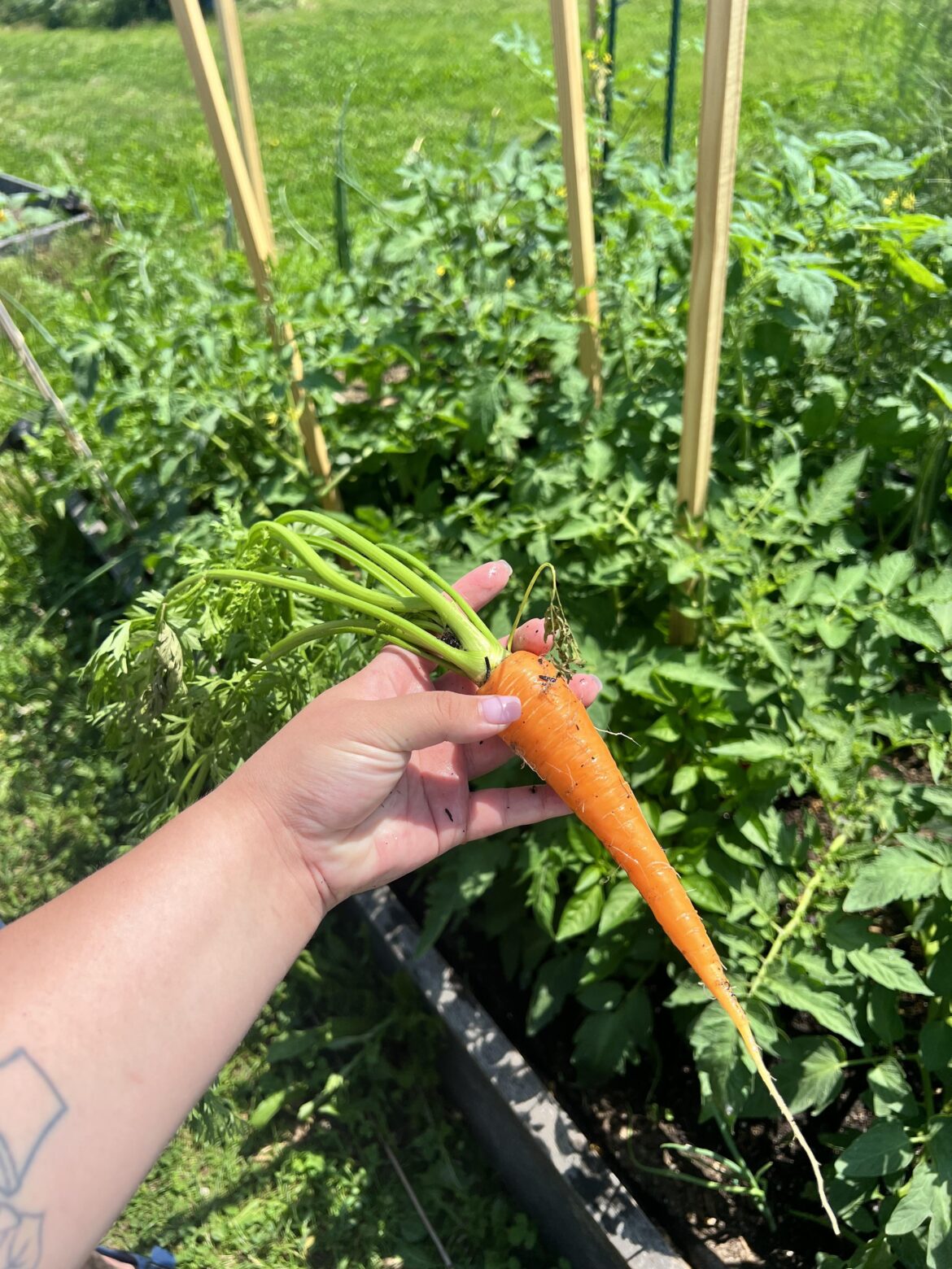 I am thrilled with this carrot