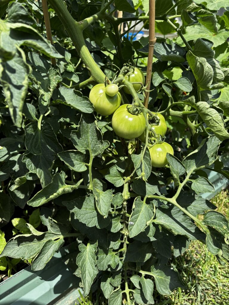 So proud of my tomatoes So proud of my tomatoes