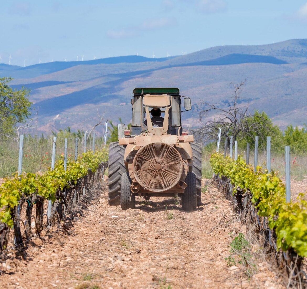 Rioja wrangles with mildew Rioja wrangles with mildew