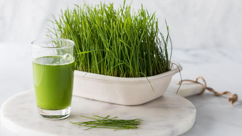 a container of growing wheatgrass with glass of juice