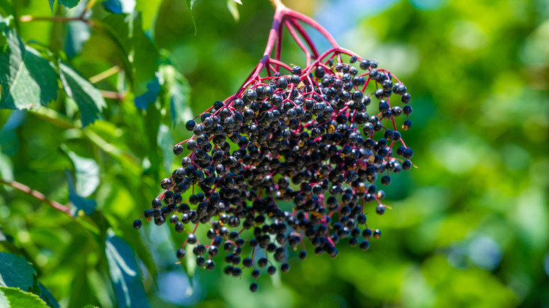 Black elderberry plant with green leaves