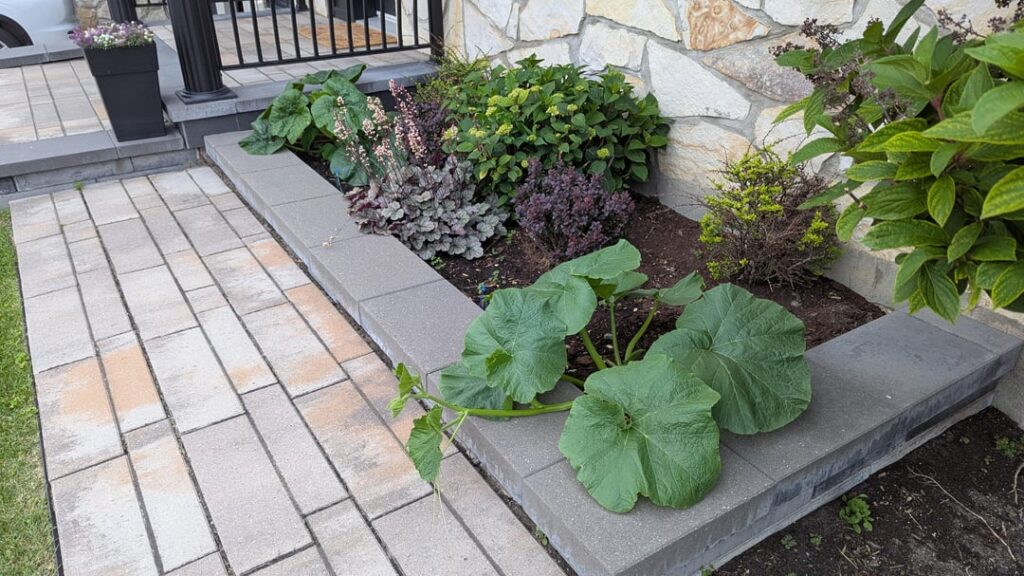 Pumpkin plants significantly larger than expected… Help! Pumpkin plants significantly larger than expected... Help!