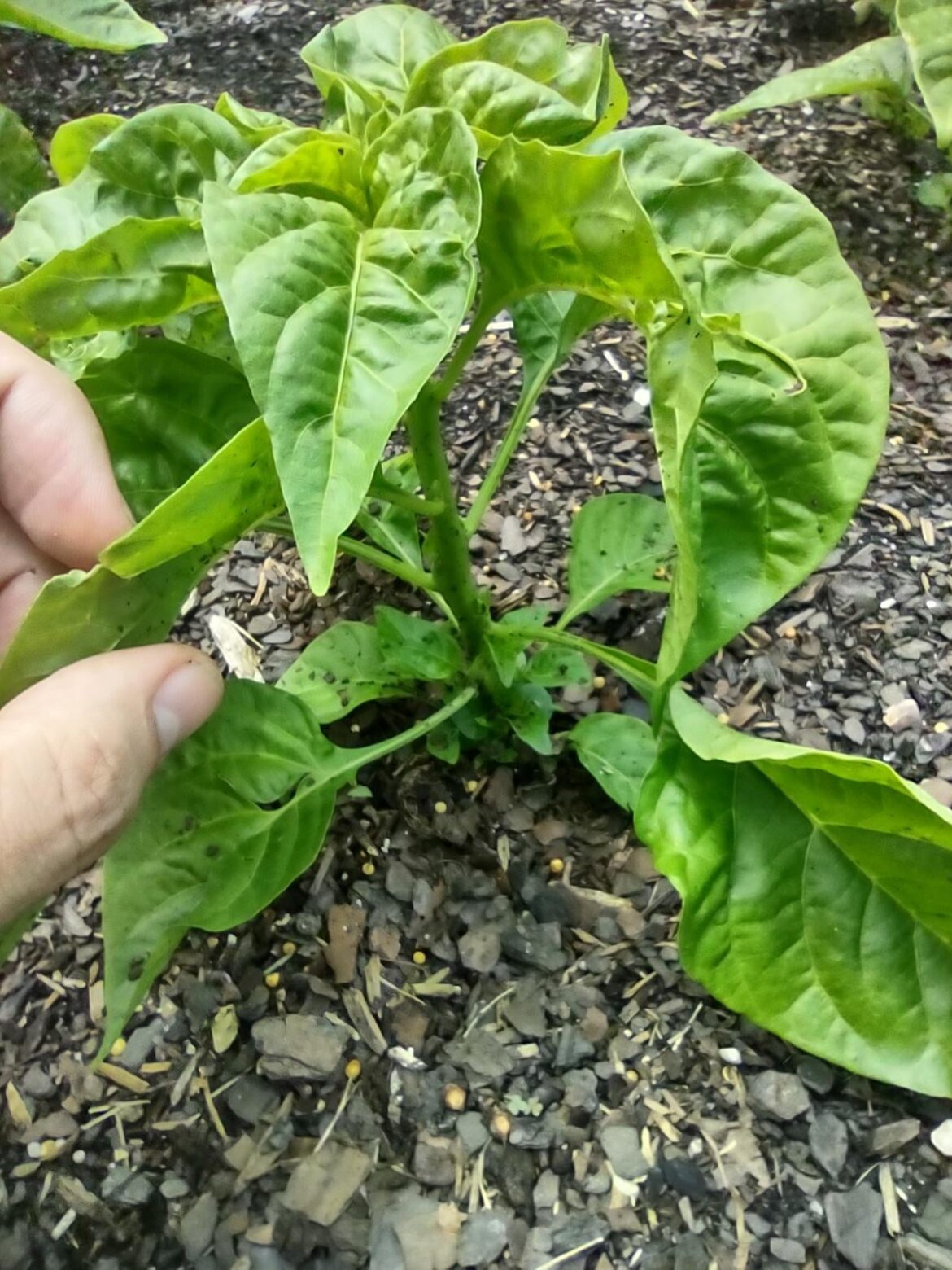 A lot of my peppers have been bushing out at the base, is this concerning?