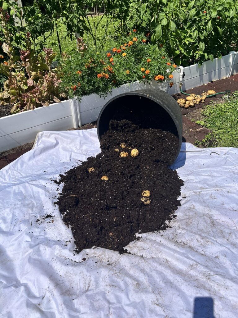 While I’ve been battling all the issues with tomatoes this year at least I can say I had a successful potato harvest.