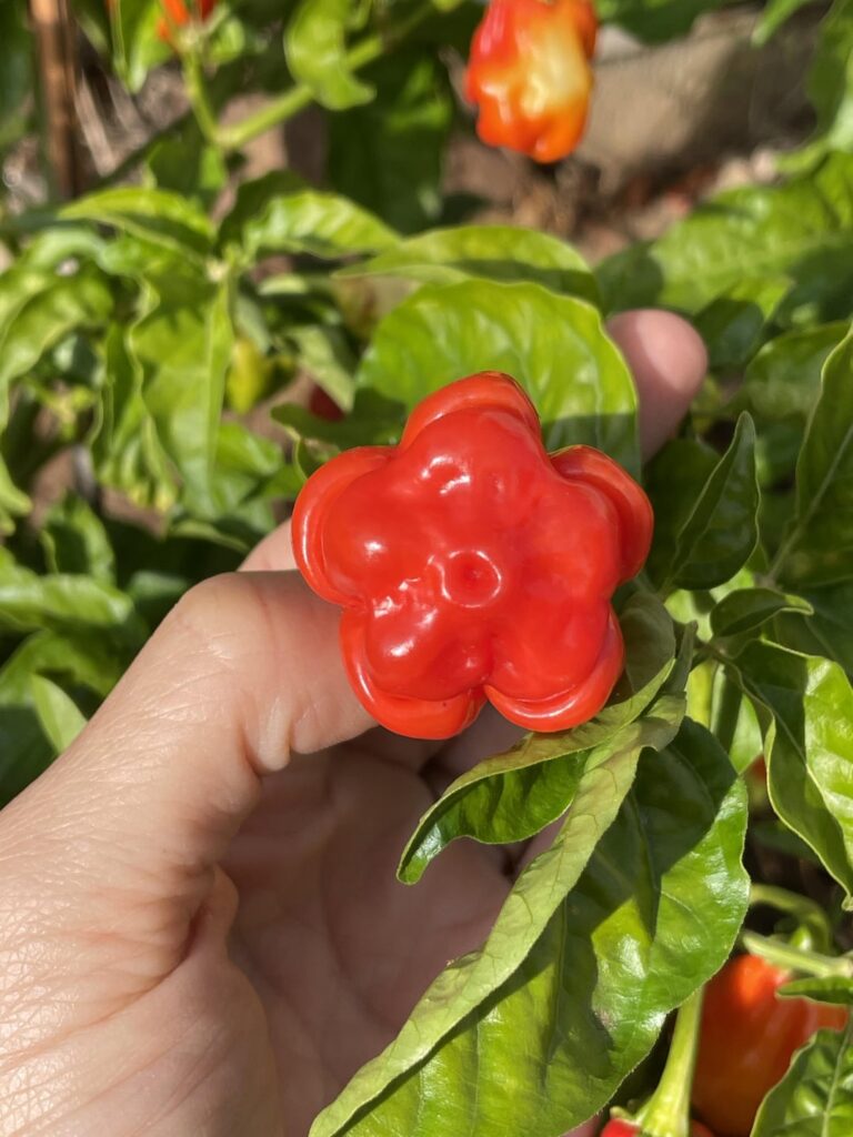 Did I Just Grow The PERFECT Habanero?