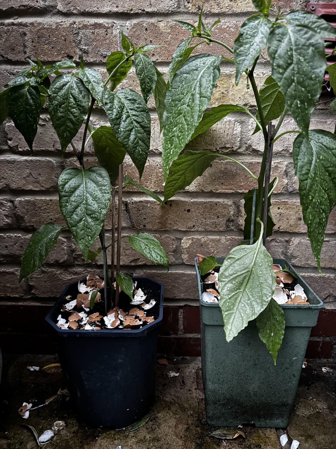 To pick or not to pick