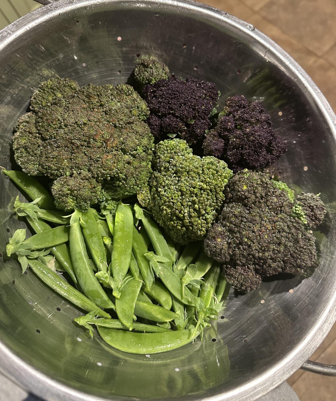 My first ever broccoli harvest!