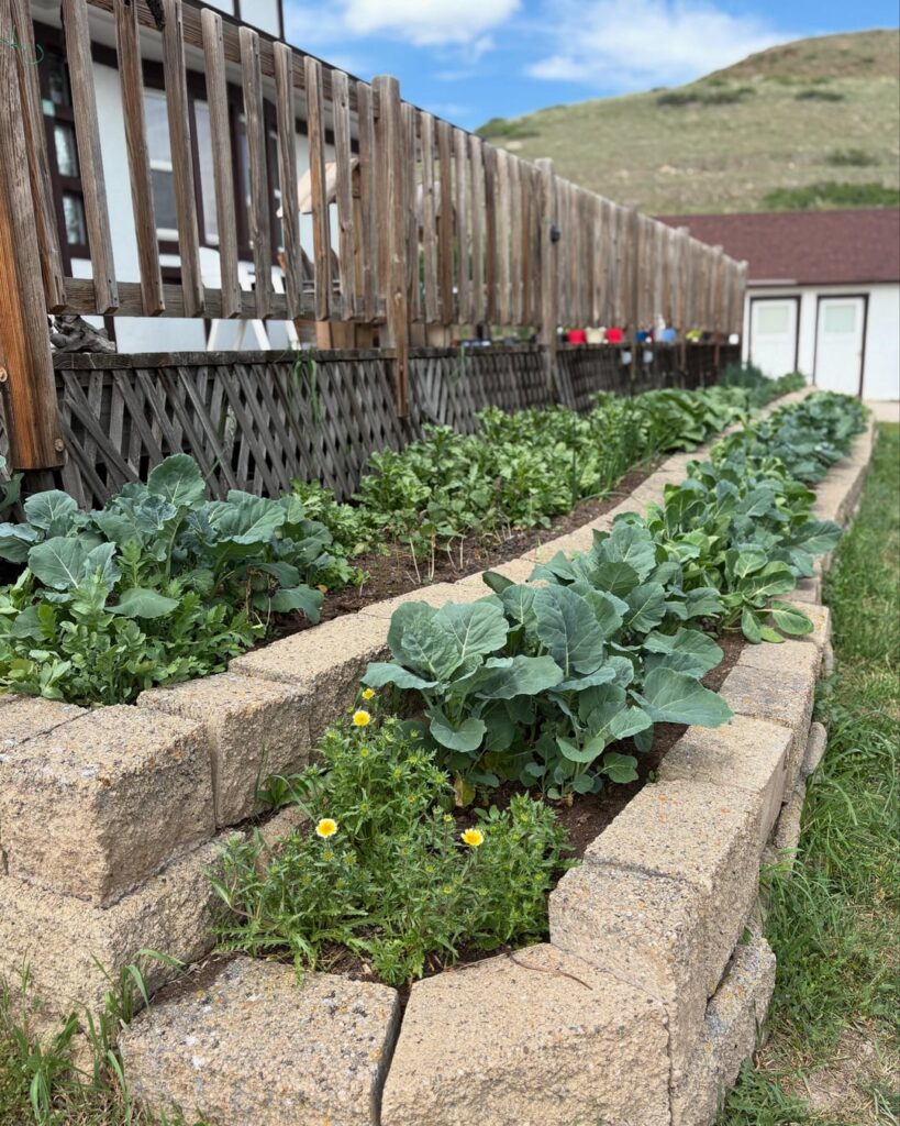 First year veggie garden! First year veggie garden!
