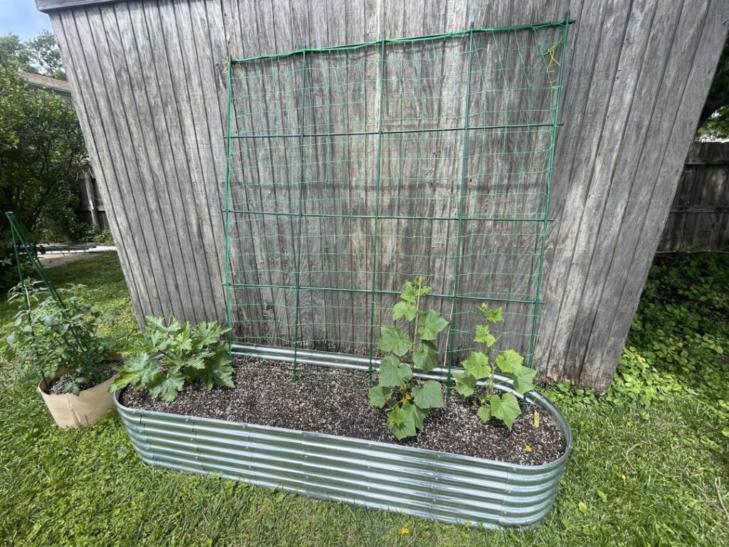 First-year gardener insanity! First-year gardener insanity!