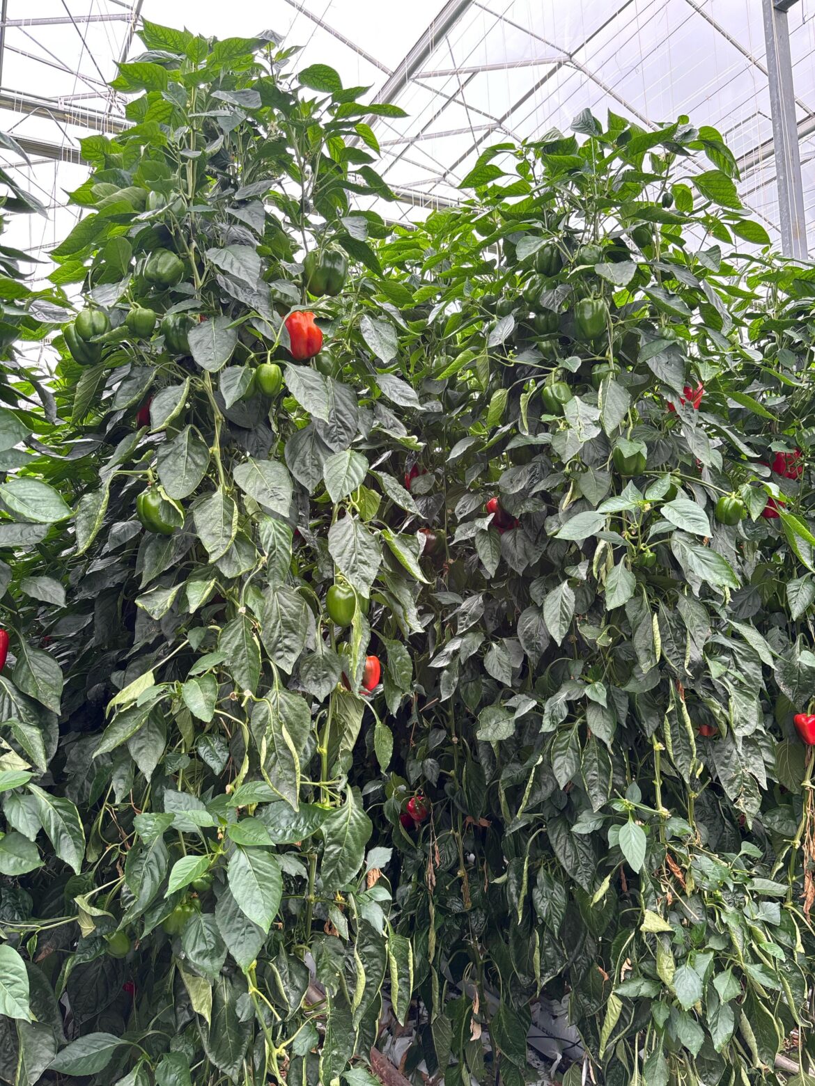 Soaring high to the sky, the cultivation is 6 months old