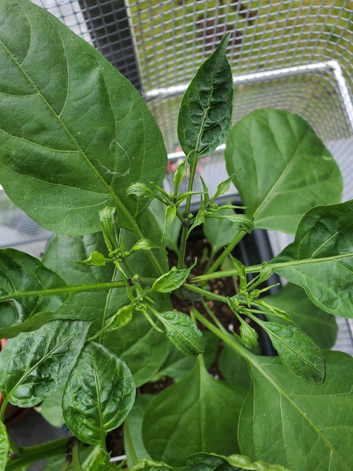 New Leaves Look Shriveled