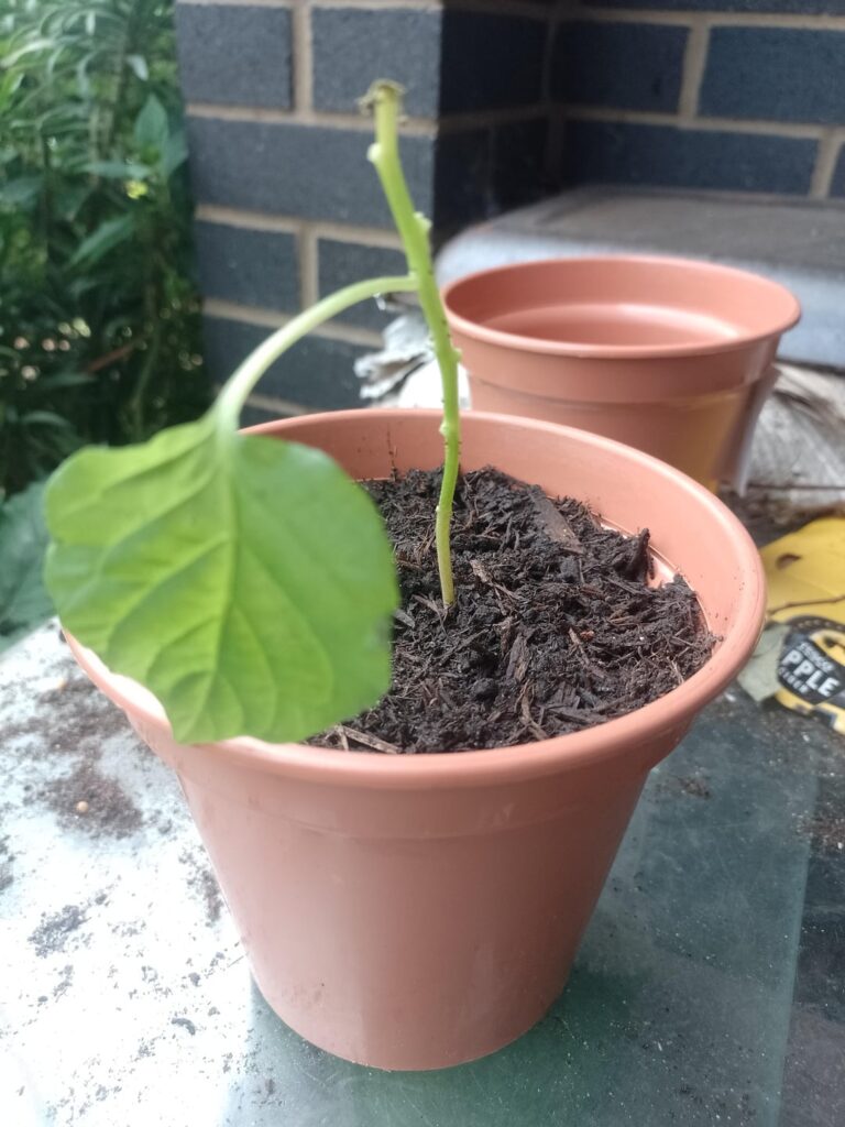 Never give up on the stragglers or damaged ones Never give up on the stragglers or damaged ones