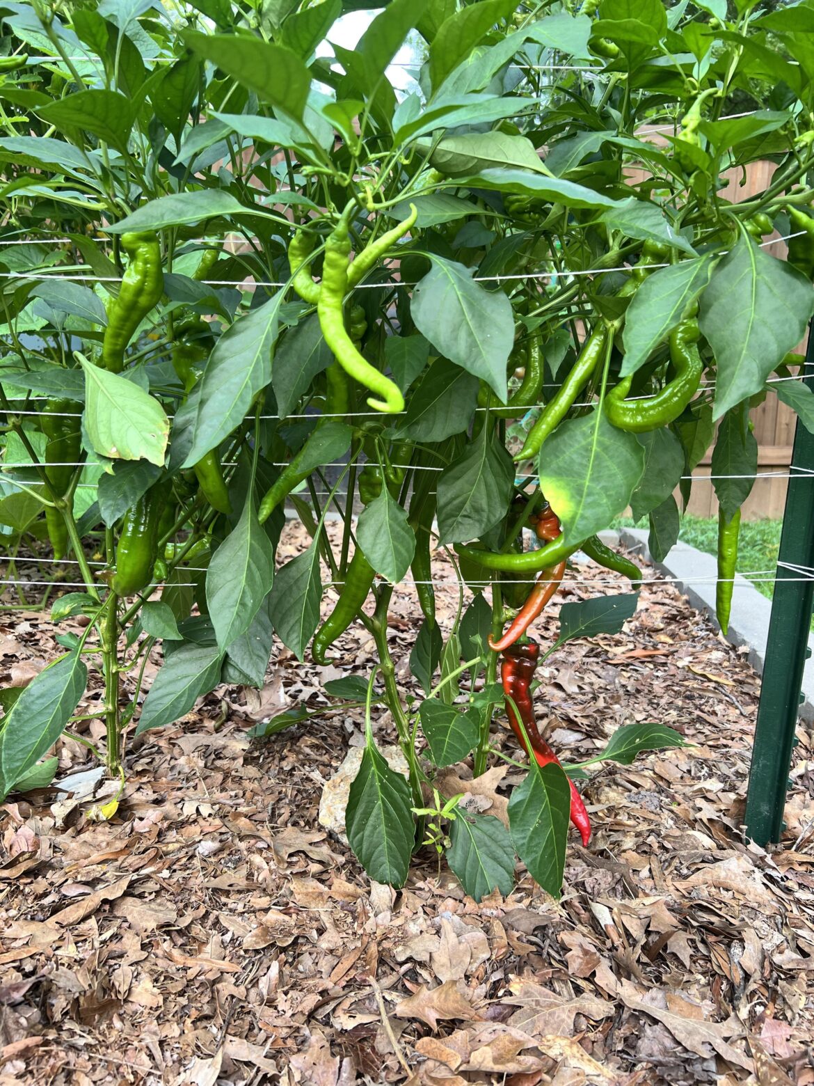 Jimmy Nardello, where have you been all my life