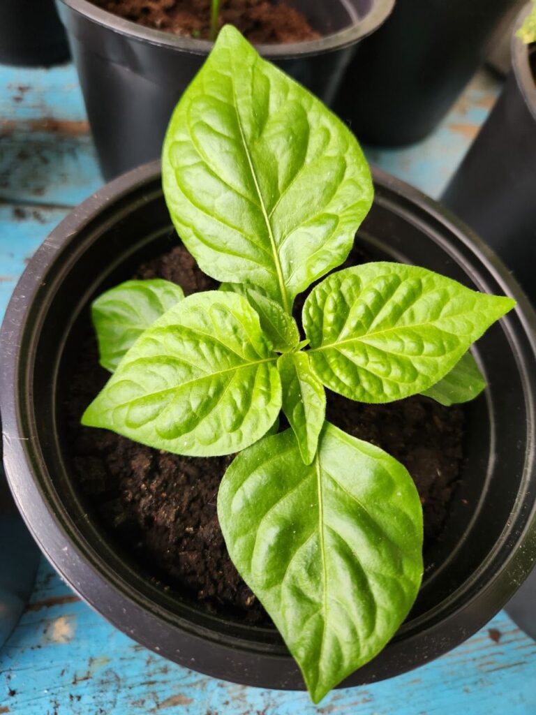 Just wanted to show off