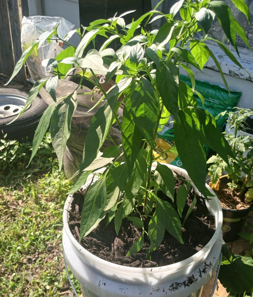 How do I keep my pepper plants cool How do I keep my pepper plants cool