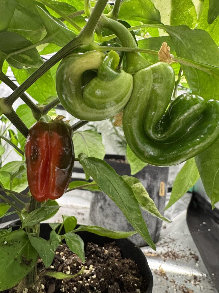 Candy cane chocolate cherry