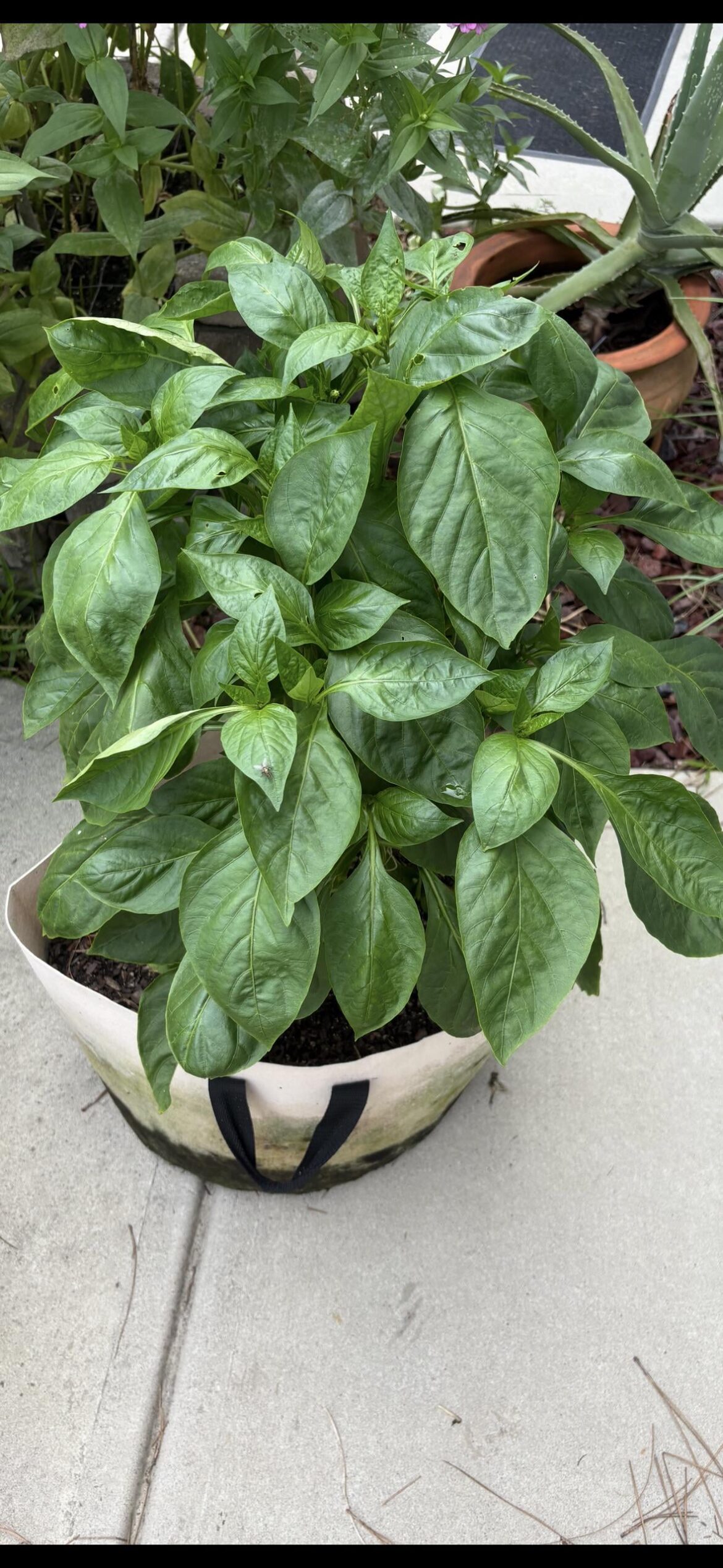 My bell peppers look healthy, but the flowers keep falling off?