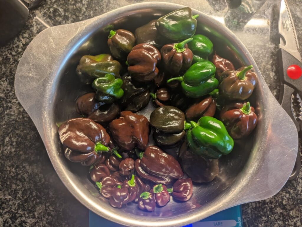 Chocolate Habenero harvest