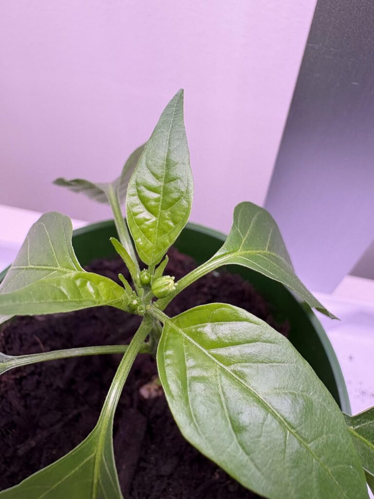 Are my tiny pepper seedlings making flowers?? So confused