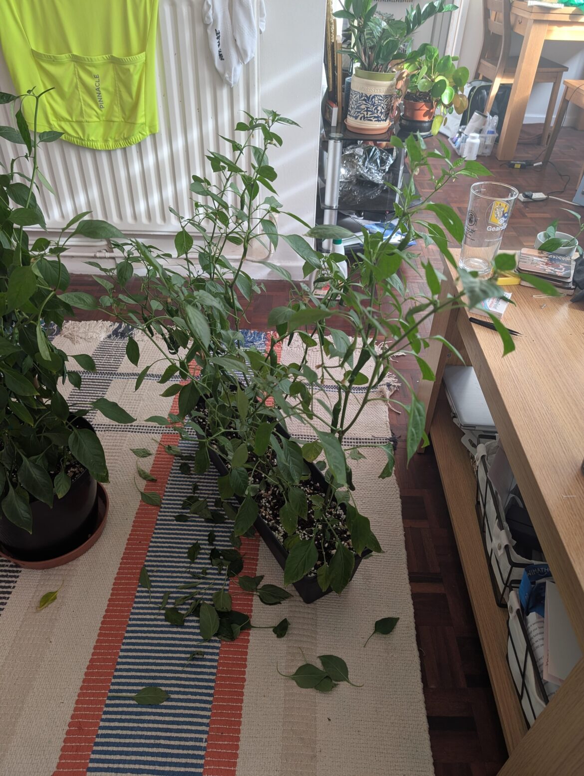 Are these plants dead/unsavable?
