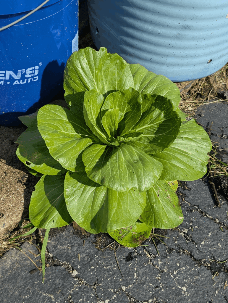 Everything else is bolting, but driveway choi is still going strong