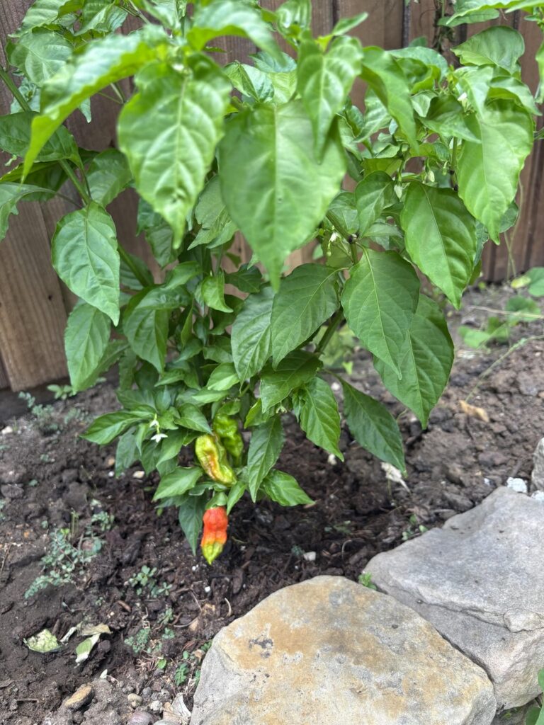 Proud of my first ghost pepper plant