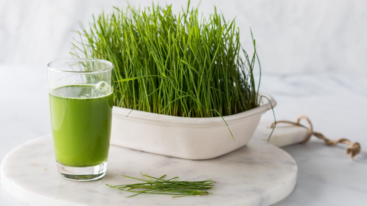 The Dark History Behind Drinking Wheatgrass The Dark History Behind Drinking Wheatgrass