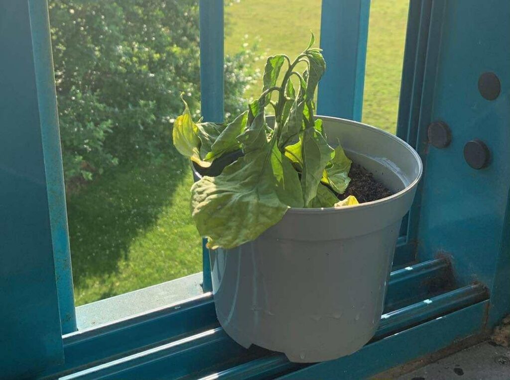 My dramatic scotch bonnet