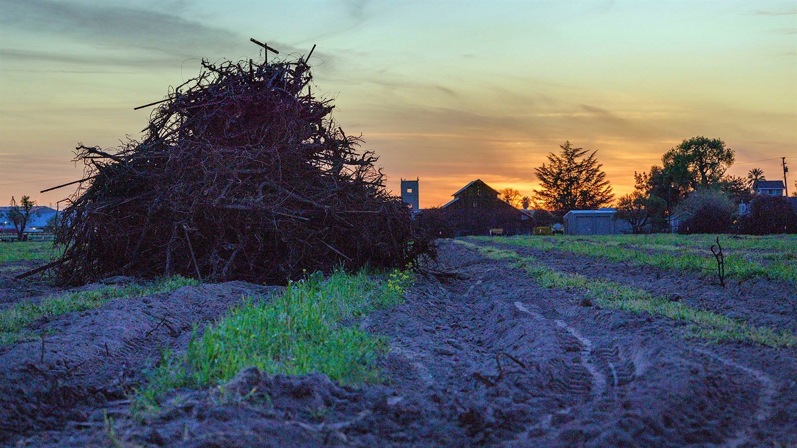  A pile of dead vines in a Lodi field.