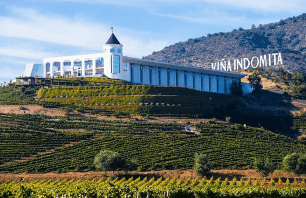 20 of the world's best Chilean reds