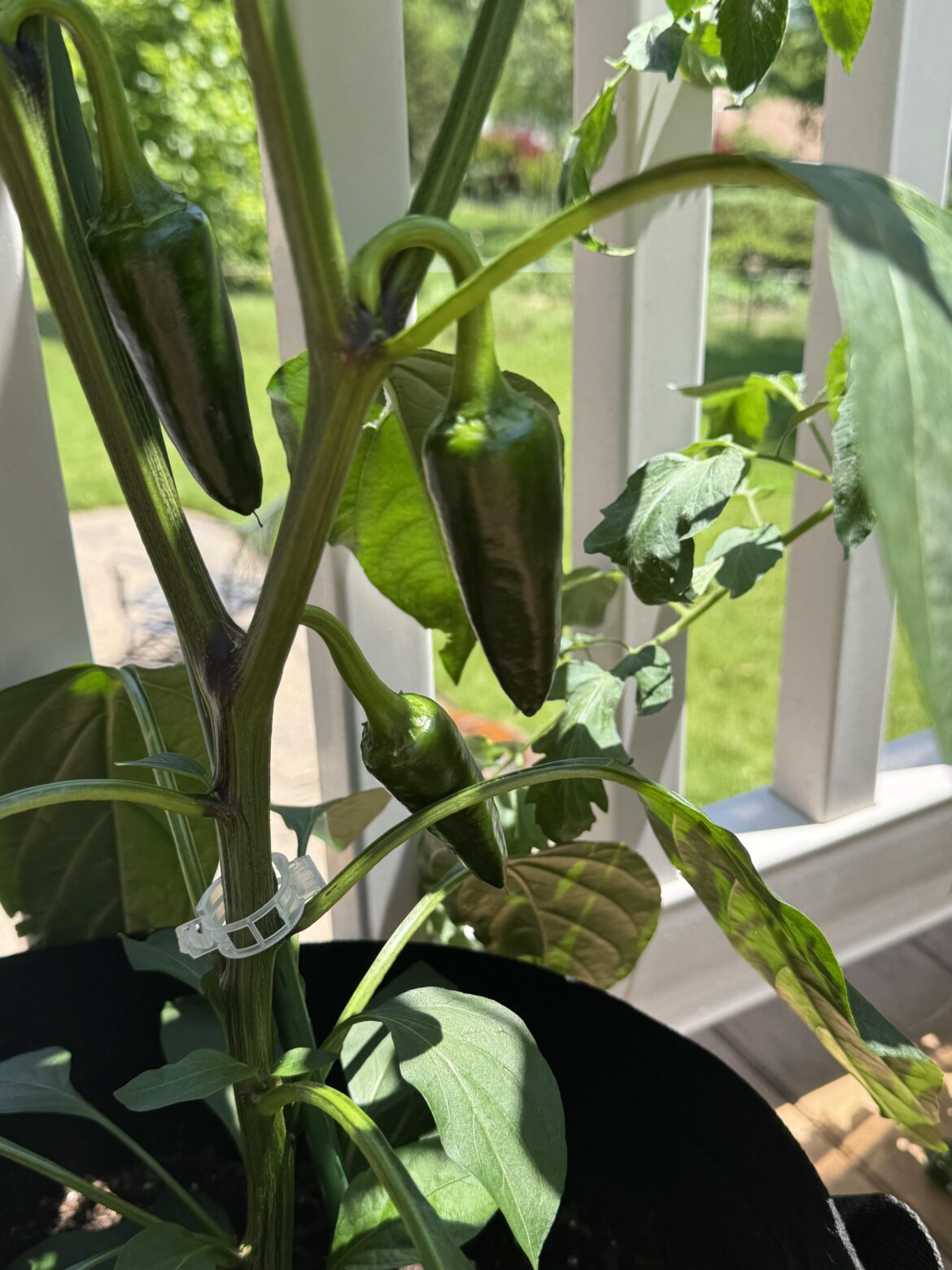 First time growing jalapeños. Are these ready? Leaving town for a few days so don’t want to miss getting them at the right time.