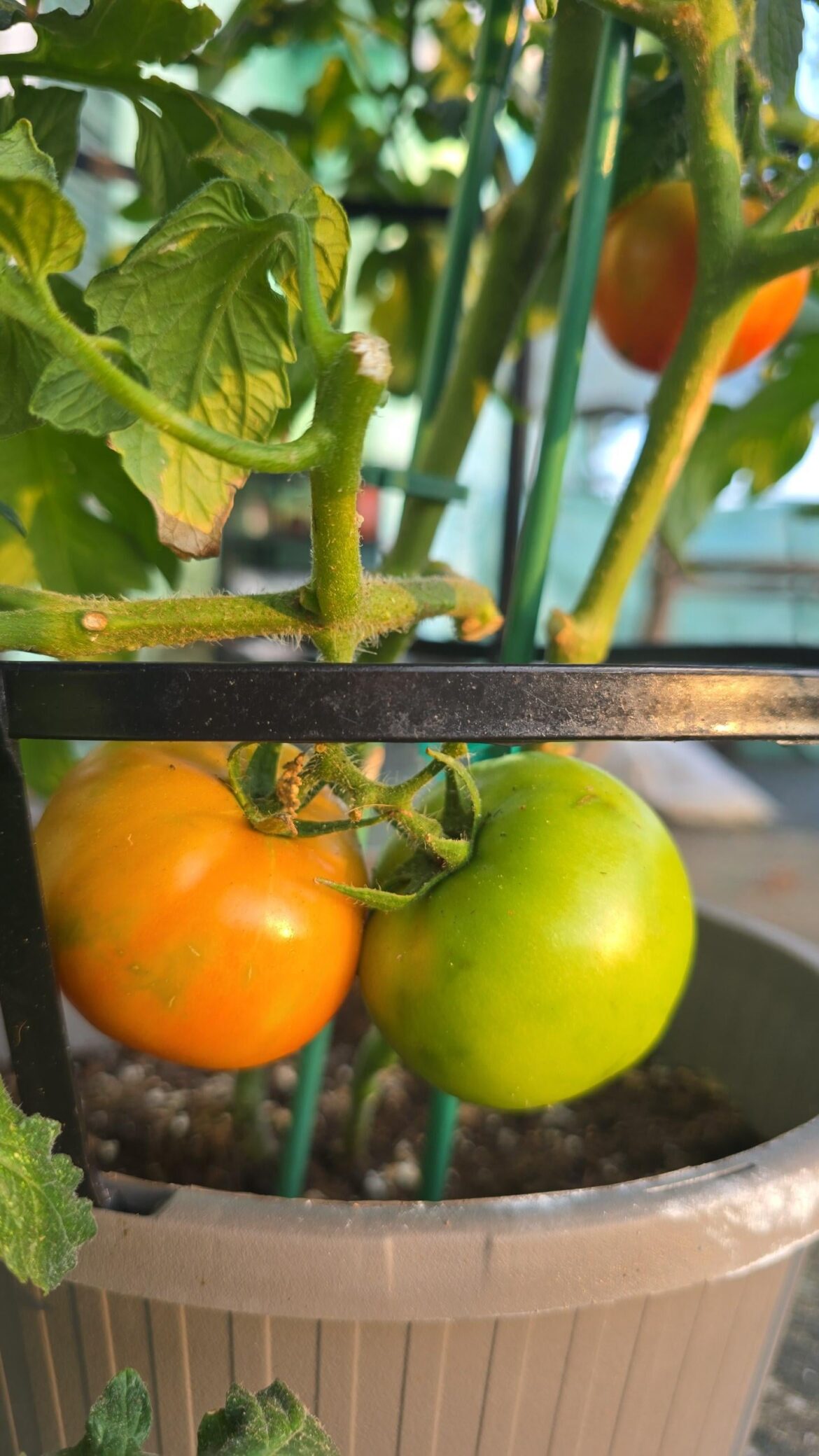 They are finally turning, I'm excited 😍