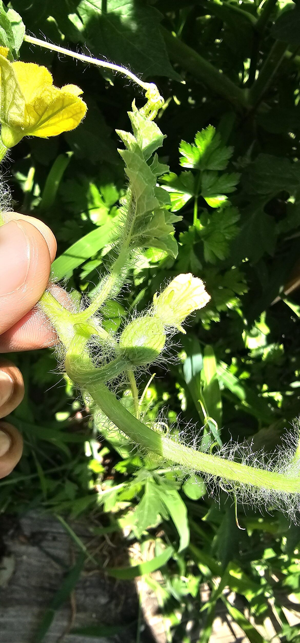 My first watermelon ever