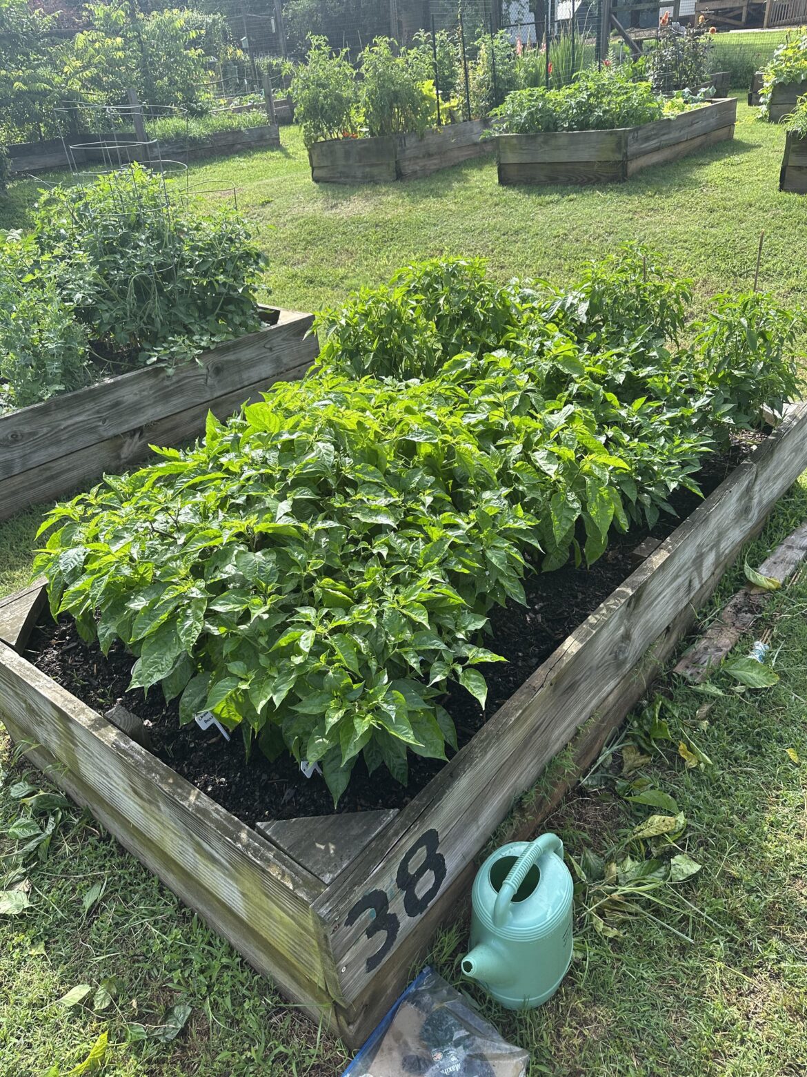 Pepper Garden (Update)