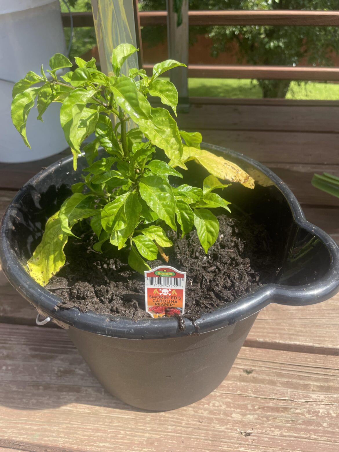 day 1 of trying to save this plant. any advice?