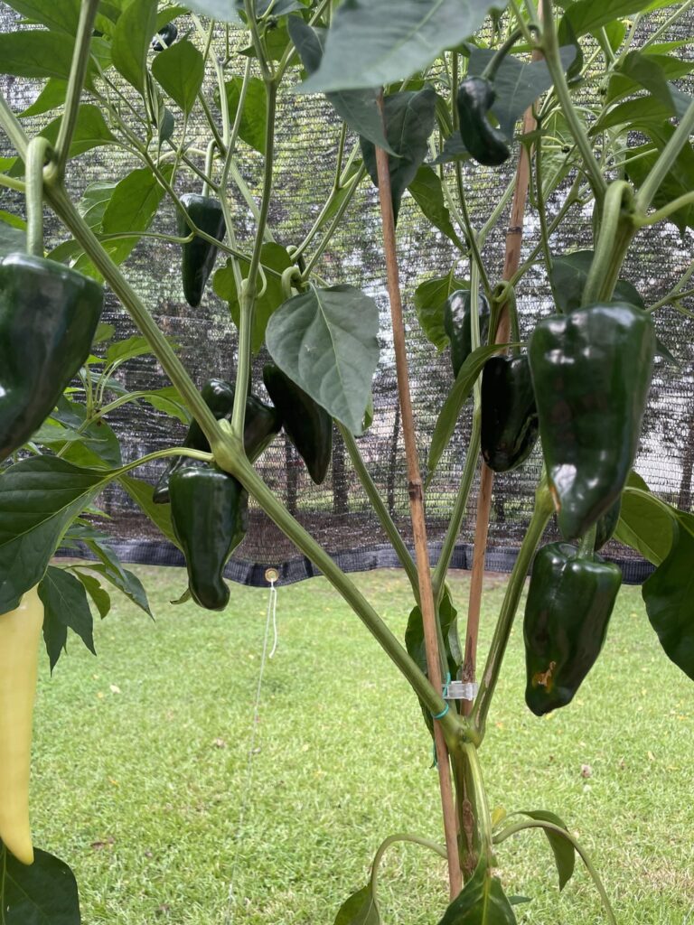 Are these poblanos ready to harvest?